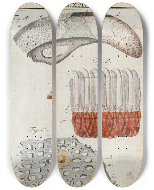 Triptych art skateboard deck of Martin Frobenius Ledermuller Amusement Microscopique Tant Pour Lesprit Que Pour Les Yeux Pl094 by Martin Frobenius Ledermu%Cc%88Ller (1719-1769)