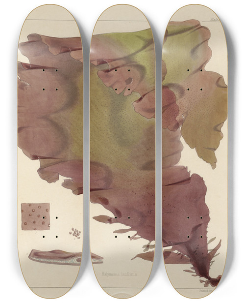Triptych art skateboard deck of Walter Hood Fitch Cryptogamic Botany Of The Antarctic Voyage Of Hm Discovery Ships Erebus And Terror In The Years 1839 Pl17 by Walter Hood Fitch (1817-1892)