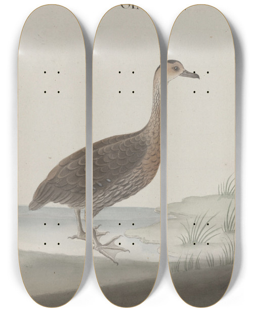 Triptych art skateboard deck of Ren De Rabi Natural History Of Saint Domingue Pl032 by Ren de Rabi (1700-1785)