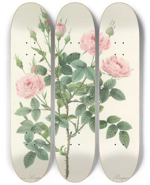 Triptych art skateboard deck of Pierre Joseph Redout Choix Des Plus Belles Fleurs Pl 101 by Pierre Joseph Redoute (1759-1840)
