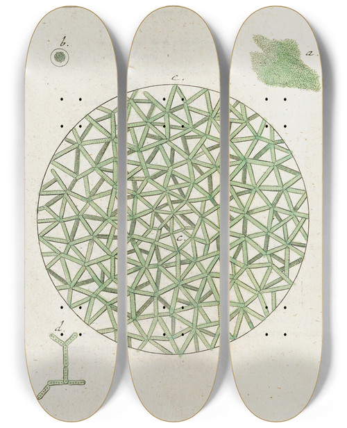 Triptych art skateboard deck of Martin Frobenius Ledermuller Amusement Microscopique Tant Pour Lesprit Que Pour Les Yeux Pl072 by Martin Frobenius Ledermu%Cc%88Ller (1719-1769)