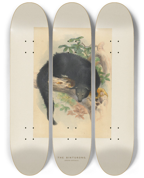 Triptych art skateboard deck of Joseph Wolf The Binturong_2 by Joseph Wolf (1820-1899)