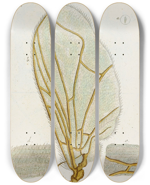 Triptych art skateboard deck of Martin Frobenius Ledermuller Amusement Microscopique Tant Pour Lesprit Que Pour Les Yeux Pl053 by Martin Frobenius Ledermu%Cc%88Ller (1719-1769)