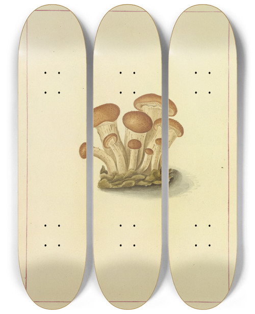 Triptych art skateboard deck of James Bolton Icons Fungorum Circa Halifax Sponte Nascentium Pl090 by James Bolton (1735-1799)