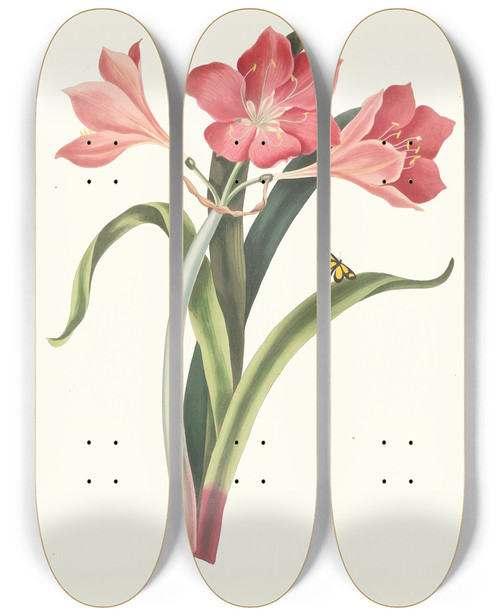 Triptych art skateboard deck of Priscilla Susan Bury Amaryllis Purpurea Major by Priscilla Susan Bury (1799-1872)