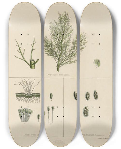 Triptych art skateboard deck of Walter Hood Fitch Cryptogamic Botany Of The Antarctic Voyage Of Hm Discovery Ships Erebus And Terror In The Years 1839 Pl13 by Walter Hood Fitch (1817-1892)