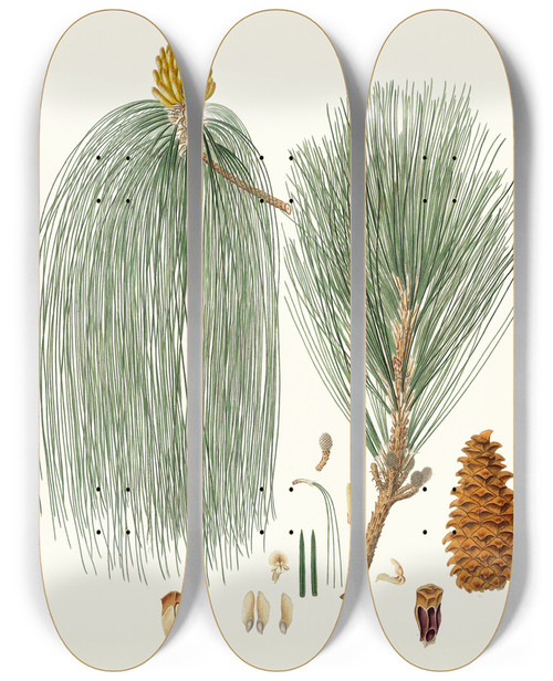 Triptych art skateboard deck of Aylmer Bourke Lambert Pinus Longifolia Longleaved Indian Pine by Aylmer Bourke Lambert (1761-1842)
