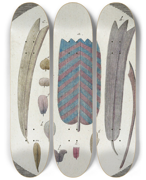 Triptych art skateboard deck of Martin Frobenius Ledermuller Amusement Microscopique Tant Pour Lesprit Que Pour Les Yeux Pl066 by Martin Frobenius Ledermu%Cc%88Ller (1719-1769)