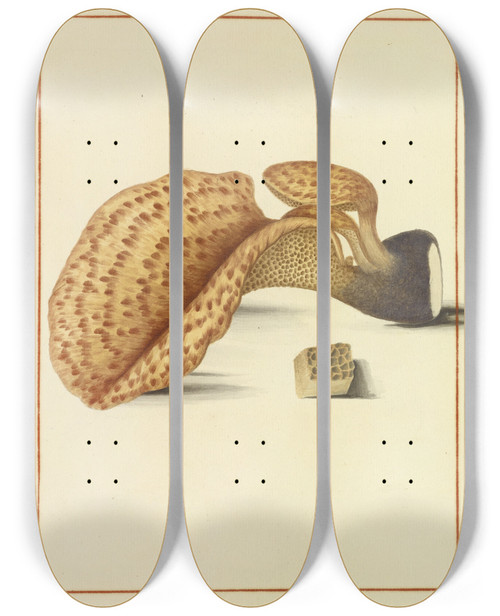Triptych art skateboard deck of James Bolton Icons Fungorum Circa Halifax Sponte Nascentium Pl160 by James Bolton (1735-1799)