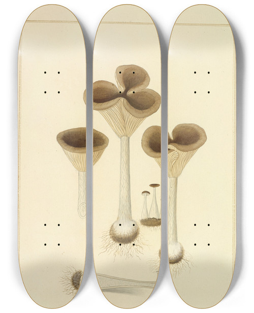 Triptych art skateboard deck of James Bolton Icons Fungorum Circa Halifax Sponte Nascentium Pl197 by James Bolton (1735-1799)