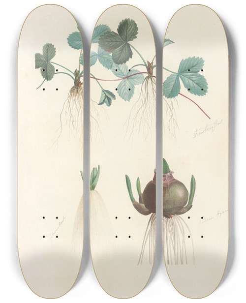 Triptych art skateboard deck of Pierre Joseph Redout La Botanique De J J Rousseau Pl 47 by Pierre Joseph Redoute (1759-1840)