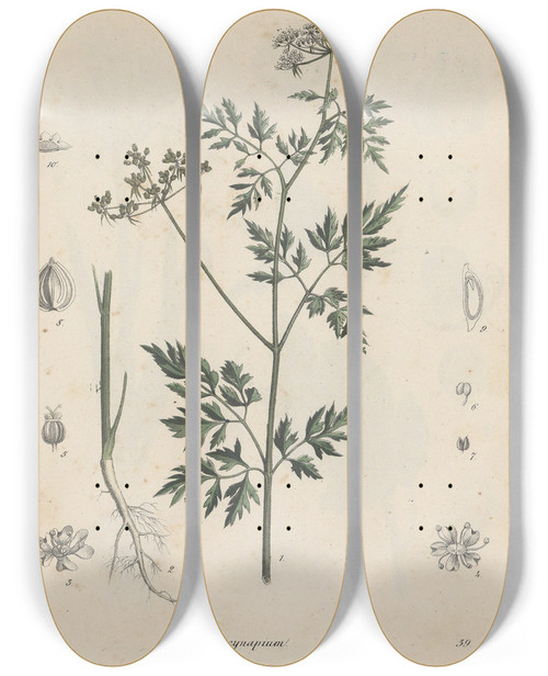 Triptych art skateboard deck of Friedrich Berge Giftpflanzenbuch Pl39 by Friedrich Berge (1811-1883)