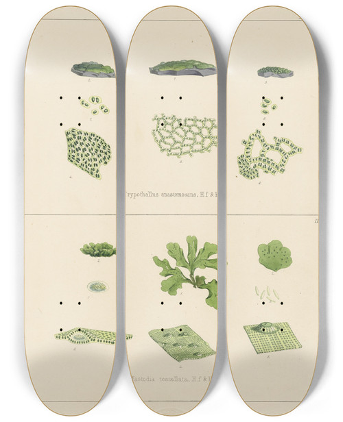 Triptych art skateboard deck of Walter Hood Fitch Cryptogamic Botany Of The Antarctic Voyage Of Hm Discovery Ships Erebus And Terror In The Years 1839 Pl64 by Walter Hood Fitch (1817-1892)