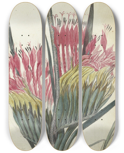 Triptych art skateboard deck of Jan Brandes Kaapse Bloem by Jan Brandes (1743-1808)