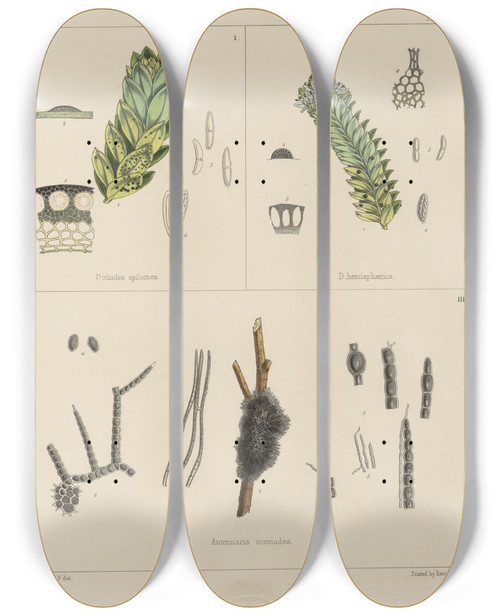 Triptych art skateboard deck of Walter Hood Fitch Cryptogamic Botany Of The Antarctic Voyage Of Hm Discovery Ships Erebus And Terror In The Years 1839 Pl11 by Walter Hood Fitch (1817-1892)