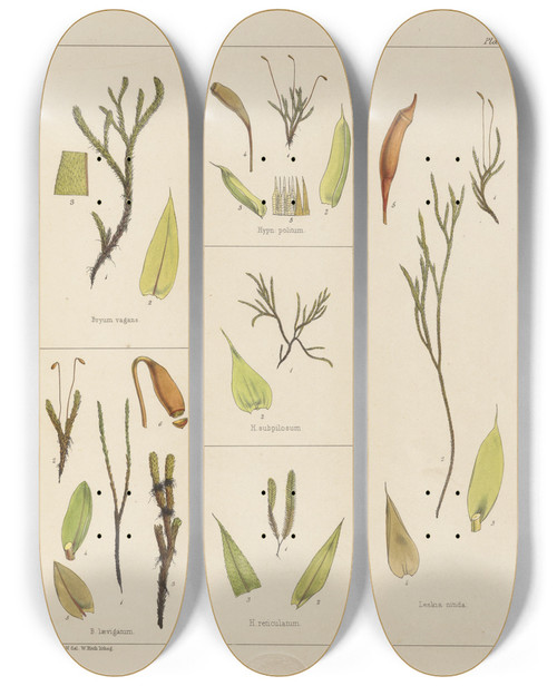 Triptych art skateboard deck of Walter Hood Fitch Cryptogamic Botany Of The Antarctic Voyage Of Hm Discovery Ships Erebus And Terror In The Years 1839 Pl28 by Walter Hood Fitch (1817-1892)