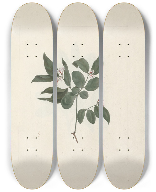 Triptych art skateboard deck of Luigi Balugani Carissa Edulis Forssk Vahl by Luigi Balugani (1737-1770)
