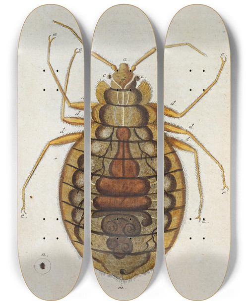 Triptych art skateboard deck of Martin Frobenius Ledermuller Amusement Microscopique Tant Pour Lesprit Que Pour Les Yeux Pl052 by Martin Frobenius Ledermu%Cc%88Ller (1719-1769)