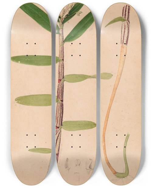 Triptych art skateboard deck of Joo Barbosa Rodrigues Iconographie Des Orchidees Du Bresil Pl01 by Joao Barbosa Rodrigues (1842-1909)