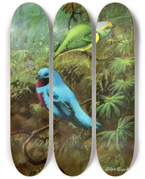 Triptych art skateboard deck of Allan Brooks Costa Rican Tanager And Lovely Cotinga by Allan Brooks (1869-1946)