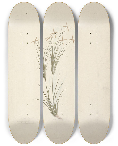 Triptych art skateboard deck of Luigi Balugani Chloris Rhodes Grass by Luigi Balugani (1737-1770)