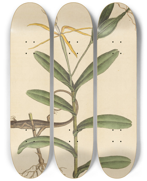 Triptych art skateboard deck of Mark Catesby The Lyon Lizard Lacerta 6Lineata by Mark Catesby (1683-1749)