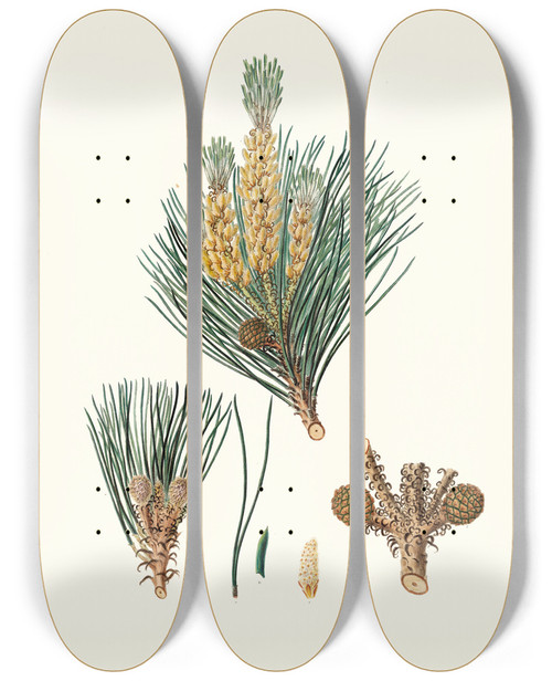 Triptych art skateboard deck of Aylmer Bourke Lambert Pinus Pinea The Stone Pine_2 by Aylmer Bourke Lambert (1761-1842)