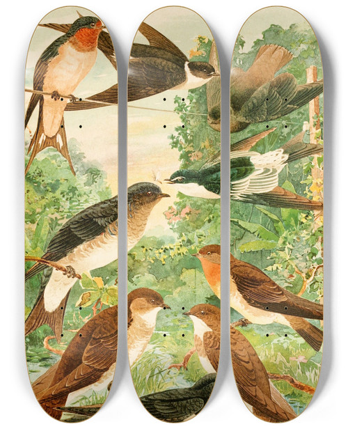 Triptych art skateboard deck of Emil August Gldi Andorinhas by Emil August Goldi (1859-1917)