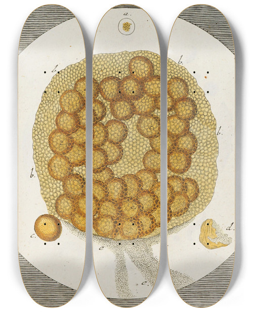 Triptych art skateboard deck of Martin Frobenius Ledermuller Amusement Microscopique Tant Pour Lesprit Que Pour Les Yeux Pl061 by Martin Frobenius Ledermu%Cc%88Ller (1719-1769)