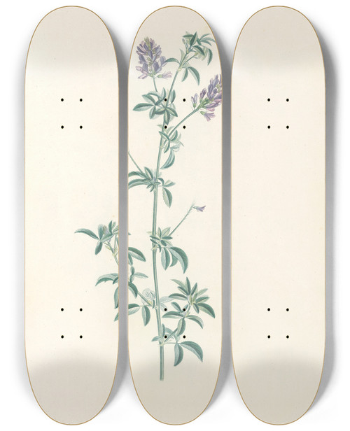 Triptych art skateboard deck of Pierre Joseph Redout La Botanique De J J Rousseau Pl 17 by Pierre Joseph Redoute (1759-1840)