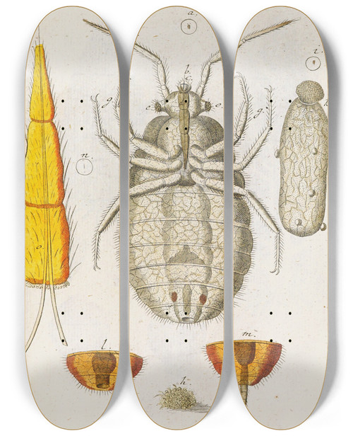 Triptych art skateboard deck of Martin Frobenius Ledermuller Amusement Microscopique Tant Pour Lesprit Que Pour Les Yeux Pl063 by Martin Frobenius Ledermu%Cc%88Ller (1719-1769)