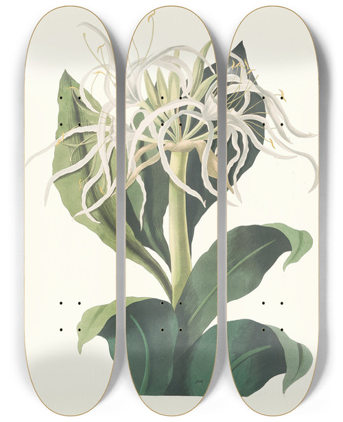 Triptych art skateboard deck of Priscilla Susan Bury Pancratium Specidsum by Priscilla Susan Bury (1799-1872)