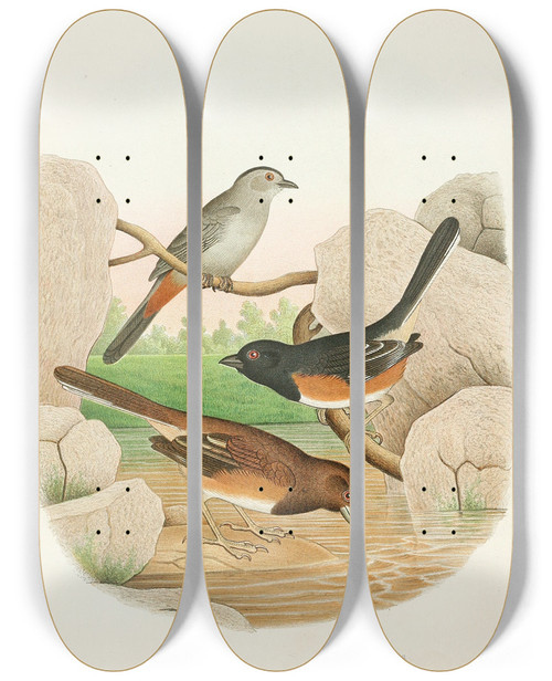 Triptych art skateboard deck of Edwin L Sheppard Catbird Towhee Buntings by Edwin L Sheppard (1904)