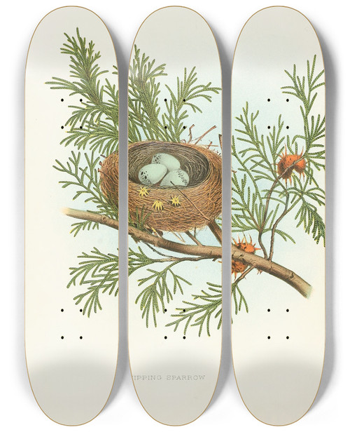 Triptych art skateboard deck of Edwin L Sheppard Chipping Sparrow by Edwin L Sheppard (1904)