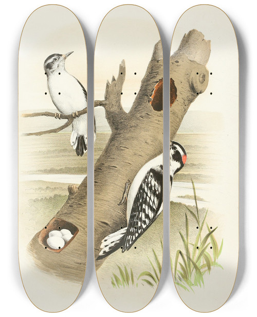 Triptych art skateboard deck of Edwin L Sheppard Downy Woodpecker by Edwin L Sheppard (1904)
