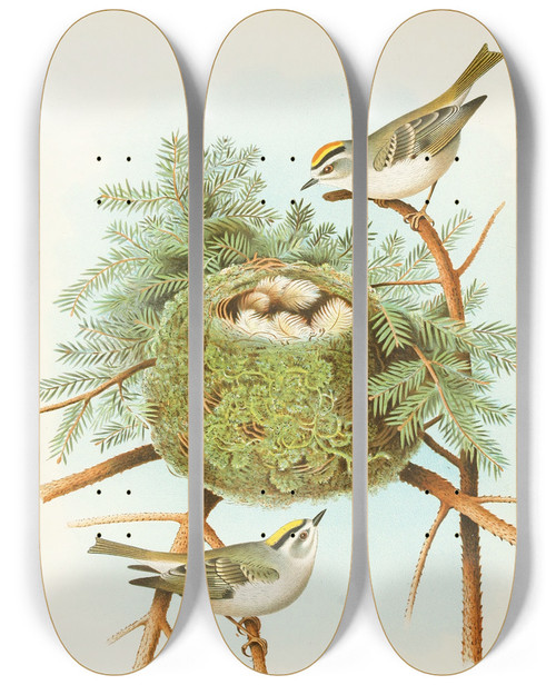 Triptych art skateboard deck of Edwin L Sheppard Goldencrowned Kinglet by Edwin L Sheppard (1904)