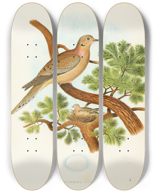 Triptych art skateboard deck of Edwin L Sheppard Mourning Dove by Edwin L Sheppard (1904)