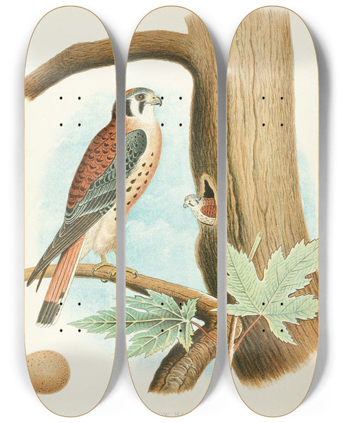 Triptych art skateboard deck of Edwin L Sheppard Sparrow Hawk by Edwin L Sheppard (1904)