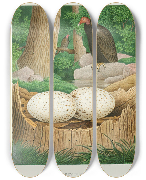 Triptych art skateboard deck of Edwin L Sheppard Turkey Buzzard by Edwin L Sheppard (1904)