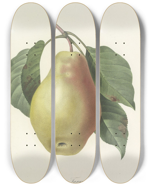 Triptych art skateboard deck of Pierre Joseph Redout Choix Des Plus Belles Fleurs Pl 078 by Pierre Joseph Redoute (1759-1840)