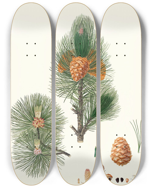 Triptych art skateboard deck of Aylmer Bourke Lambert Pinus Cembra Siberian Stone Pine_2 by Aylmer Bourke Lambert (1761-1842)