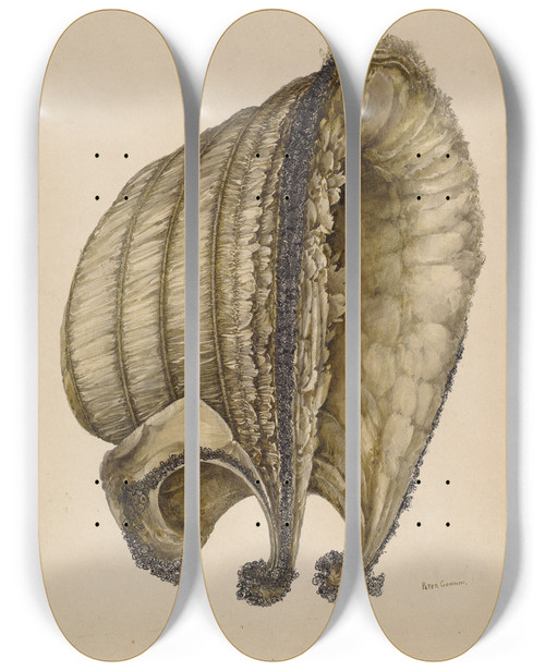 Triptych art skateboard deck of Peter Connin Silk Bonnet by Peter Connin