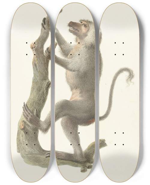 Triptych art skateboard deck of Pieter Pietersz Barbiers Mantelbaviaan by Pieter Pietersz Barbiers (1749-1842)