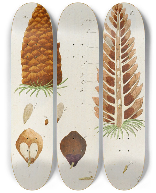 Triptych art skateboard deck of Martin Frobenius Ledermuller Amusement Microscopique Tant Pour Lesprit Que Pour Les Yeux Pl064 by Martin Frobenius Ledermu%Cc%88Ller (1719-1769)