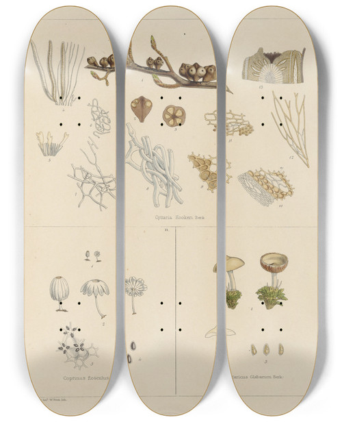 Triptych art skateboard deck of Walter Hood Fitch Cryptogamic Botany Of The Antarctic Voyage Of Hm Discovery Ships Erebus And Terror In The Years 1839 Pl36 by Walter Hood Fitch (1817-1892)