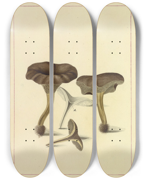 Triptych art skateboard deck of James Bolton Icons Fungorum Circa Halifax Sponte Nascentium Pl086 by James Bolton (1735-1799)