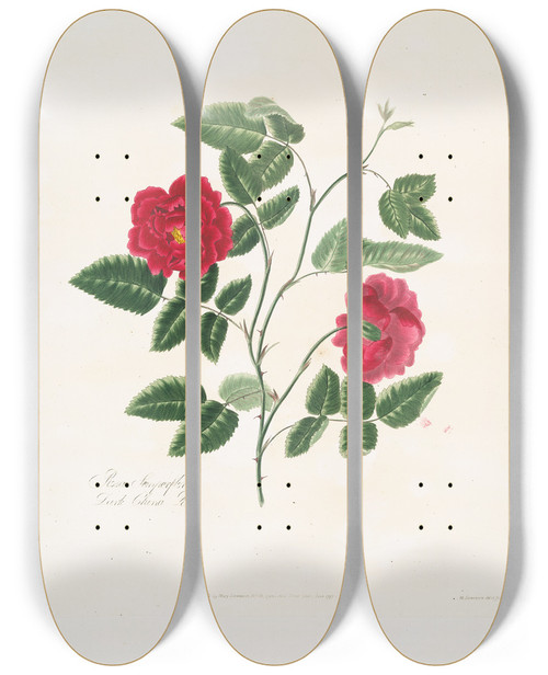 Triptych art skateboard deck of Mary Lawrance Rosa Semperflorens by Mary Lawrance (1776-1831)