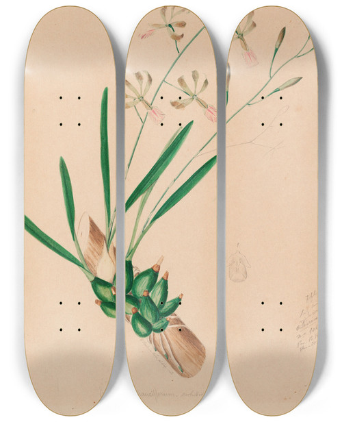 Triptych art skateboard deck of Joo Barbosa Rodrigues Iconographie Des Orchidees Du Bresil Pl10 by Joao Barbosa Rodrigues (1842-1909)