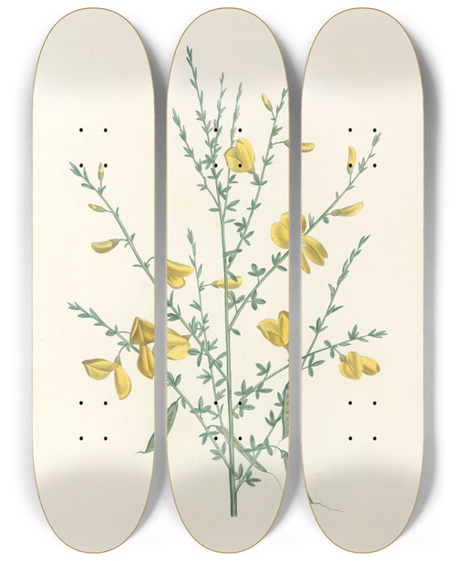 Triptych art skateboard deck of Pierre Joseph Redout La Botanique De J J Rousseau Pl 16 by Pierre Joseph Redoute (1759-1840)