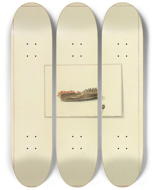 Triptych art skateboard deck of James Bolton Icons Fungorum Circa Halifax Sponte Nascentium Pl116 by James Bolton (1735-1799)